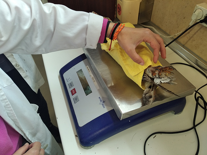 Como parte de la revisión anual, las lechuzas son también pesadas en nuestro Hospital de Fauna Salvaje.