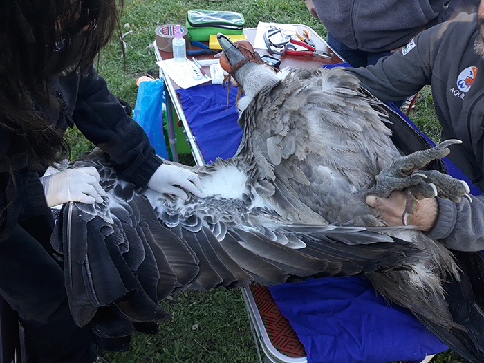 Exploración veterinaria y toma de muestras por parte de una veterinaria de GREFA de uno de los buitres leonados capturados.