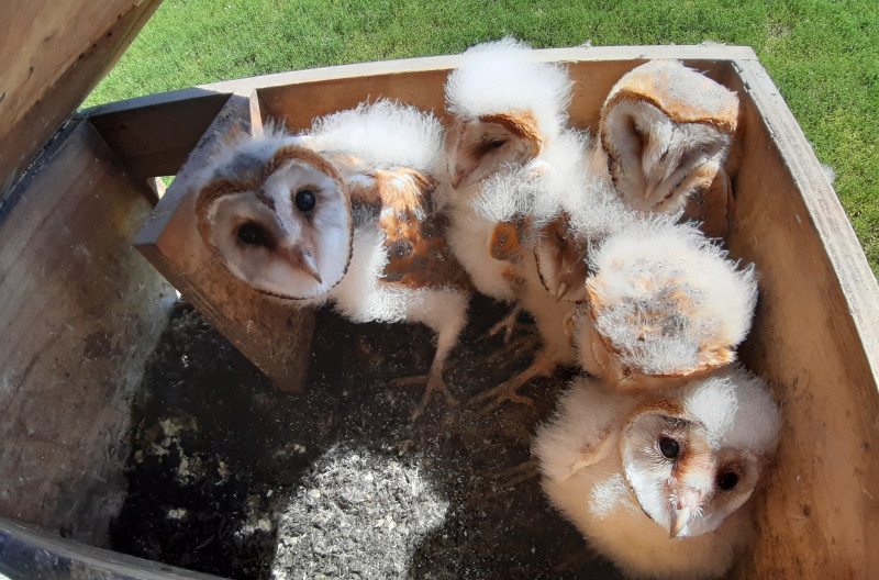 Pollos volantones de lechuza de entre 40 y 60 días de edad en su nido de Osorno (Palencia).