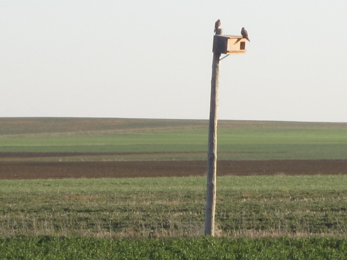 Pareja de cernícalos vulgares custodian su caja nido rodeada de alfalfas en la provincia de Palencia.