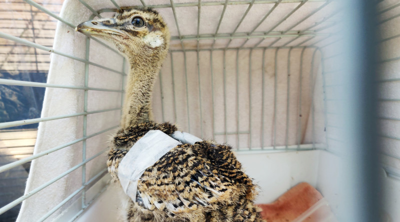 Pollo de avutarda con vendaje ingresado en el Hospital de Fauna Salvaje de GREFA.