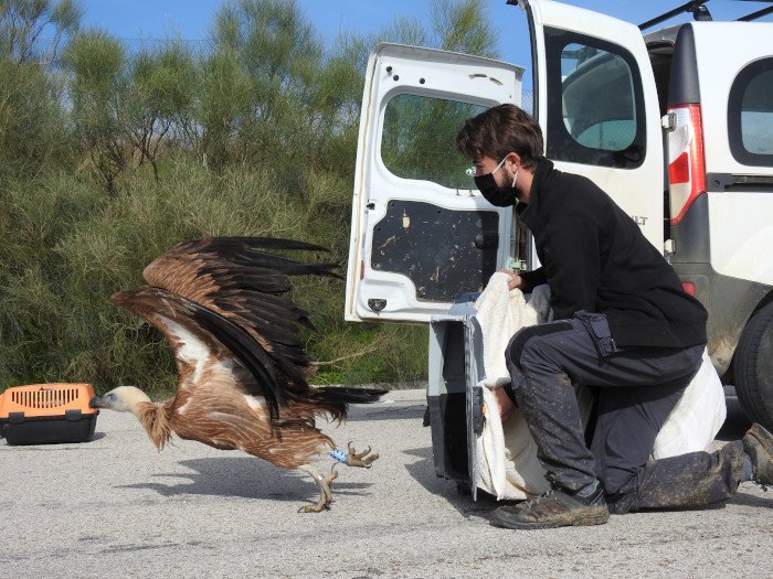 Liberación de un buitre leonado rehabilitado en el hospital de fauna de GREFA.