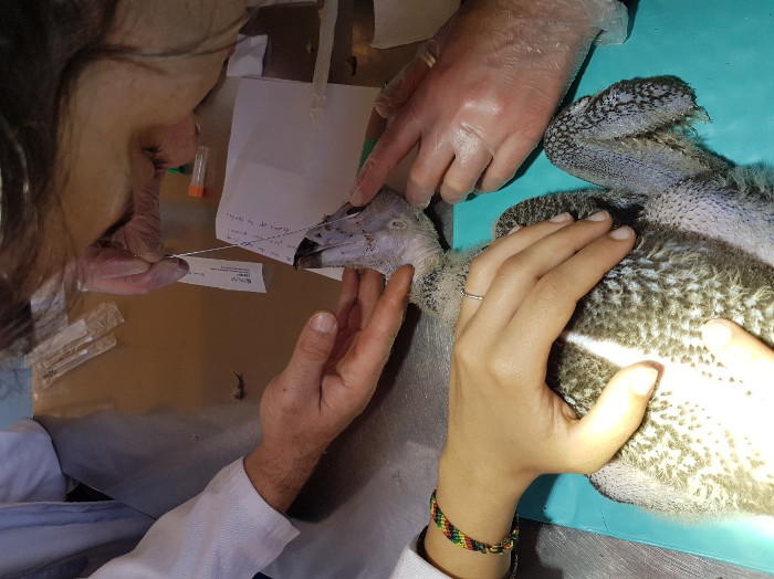 Toma de muestras a un pollo de buitre negro para ser analizadas en el laboratorio de GREFA.