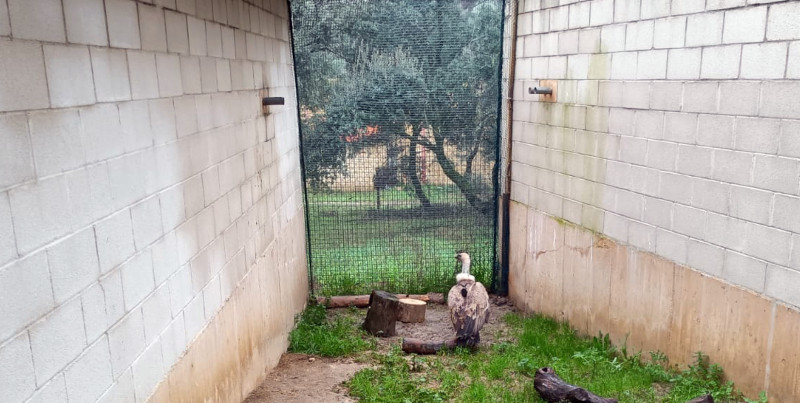 El buitre leonado víctima del disparo en nuestro centro, pocos días antes de ser liberado y con el emisor GPS ya en su dorso.