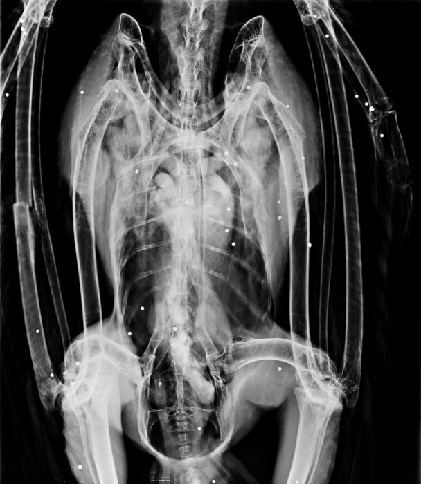 Radiografía del buitre leonado, en el que se aprecia una de las fracturas en un ala y la gran cantidad de perdigones alojados en su cuerpo.
