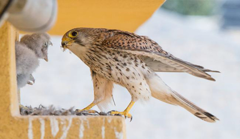 Una hembra de cernícalo vulgar alimenta a uno de sus pollos en un nidal con webcam. Foto: Alberto Álvarez.