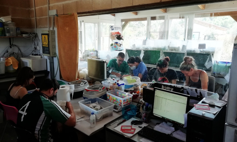 Voluntarios de GREFA se afanan por cebar a pollos "huérfanos" de diferentes especies de aves.