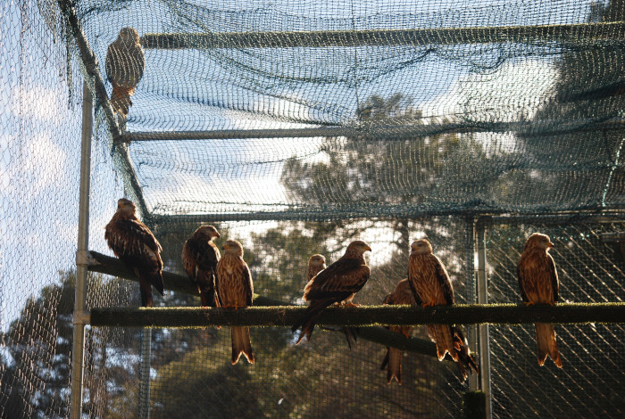 Varios de los nuevos ocupantes del jaulón de aclimatación para milanos reales de Cazorla. También se aprecia en la parte superior izquierda un ejemplar de la misma especie ya liberado y posado en la parte externa de la instalación. 