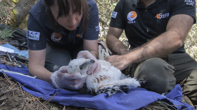 Revisión veterinaria en la Comunidad de Madrid a un pollo de águila de Bonelli, rapaz especialmente vulnerable a la tricomoniosis. Foto: Francisco Márquez.