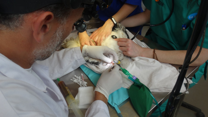 Un veterinario de GREFA retira las placas que se han formado en la cavidad oral de un águila de Bonelli afectada por tricomonas.