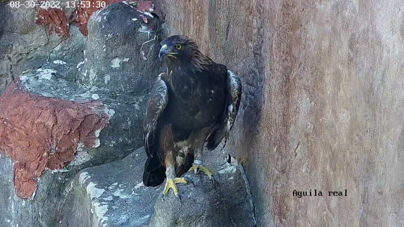 Imagen captada por una cámara situada en las instalaciones de GREFA destinadas al águila real.