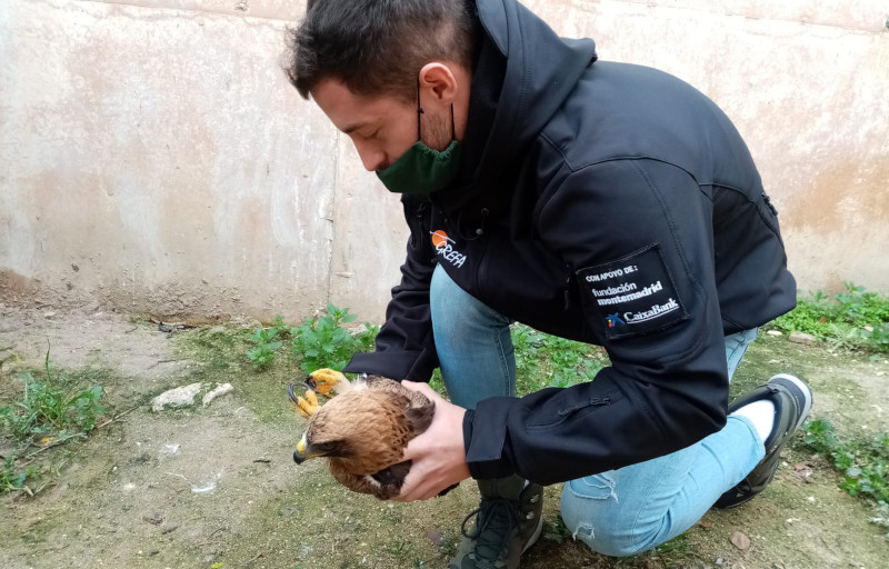 Rescate de un águila calzada herida para su traslado al Hospital de Fauna Salvaje de GREFA.