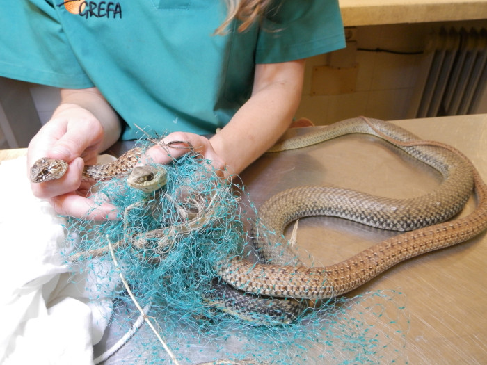 Una veterinaria de GREFA atiende a dos culebras bastardas enredadas en plástico que ingresaron en nuestro hospital de fauna 