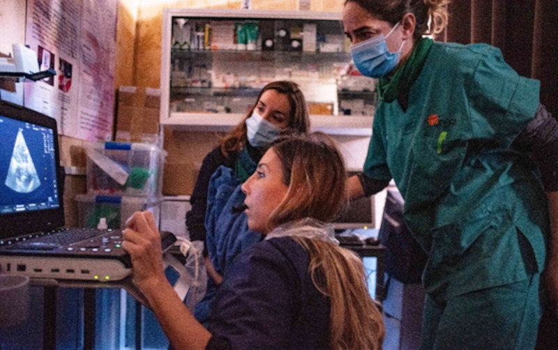 La veterinaria Alicia Angosto junto a varias veterinarias de GREFA durante la realización de una ecografía de un buitre negro.