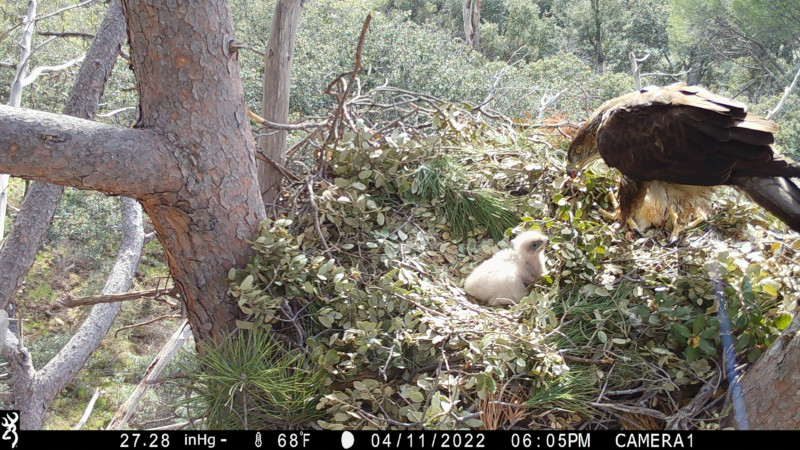 Un águila de Bonelli ceba a su pollo ("Almenara"), uno de los pertenecientes a esta especie que nacieron en 2022 en la Comunidad de Madrid.