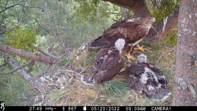 Dos pollos ("Apolo" y "Dragón") nacidos en 2022 de una de las parejas de águila de Bonelli reintroducidas en la Comunidad de Madrid, en compañía de uno de sus progenitores.