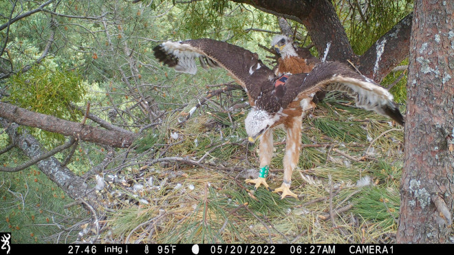 Otro momento de la estancia en el nido de los pollos de águila de Bonelli "Apolo" y "Dragón"