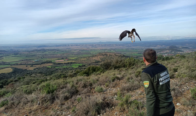 Momento de la liberación de la hembra de águila de Bonelli "Petronila".