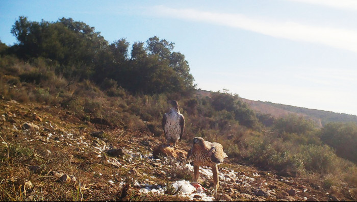 La hembra "Petronila" (detrás, a la izquierda) y el macho con el que está emparejada, en el punto de alimentación donde se cebaba a estas águilas de Bonelli para facilitar su captura.