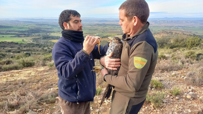 Un técnico de GREFA y un Agente de Protección de la Naturaleza de Aragón, instantes antes de la liberación de "Petronila".