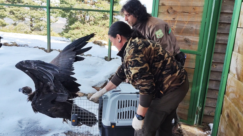 Buitre negro joven (nacido el año pasado) en el momento de ser introducido en la instalación de aclimatación de Huerta de Arriba (Burgos).