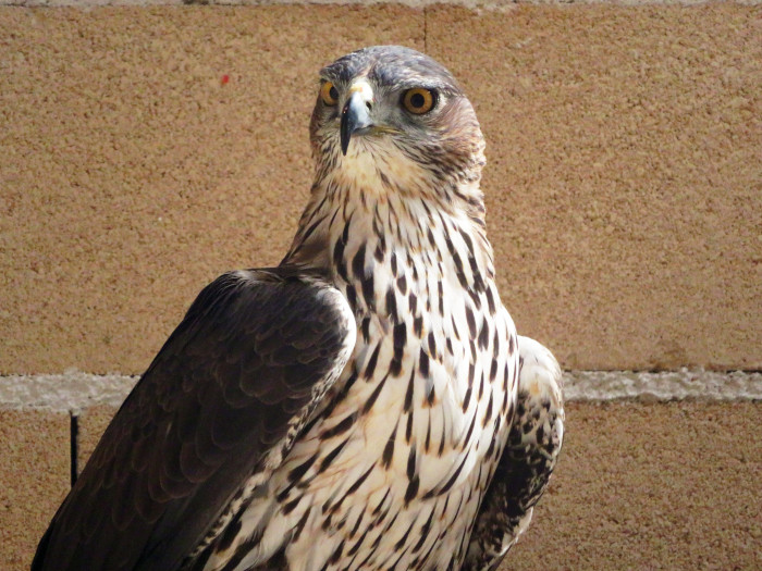 Ejemplar macho de una de las parejas de águila de Bonelli reproductoras en el centro de GREFA.