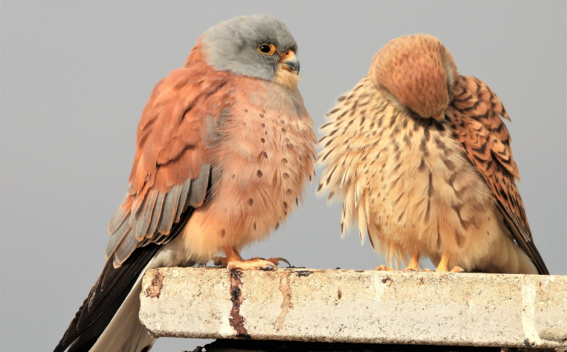 La primera pareja de cernícalo primilla avistada a mediados de febrero en el silo de Baena (Córdoba).