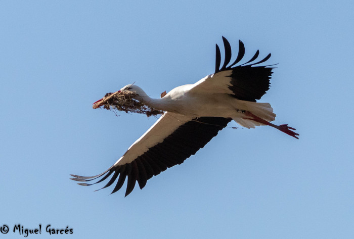 Una cigüeña en vuelo porta materiales para su nido.