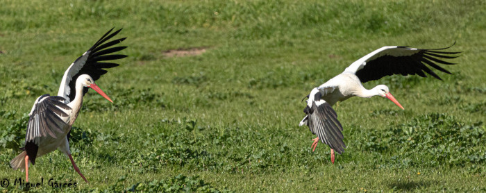 Dos cigüeñas blancas buscan alimento en un pastizal.