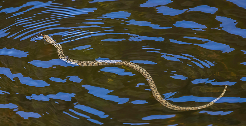 Una culebra viperina (Natrix maura) nada por la superficie de una charca. Foto: Charles J. Sharp / Wikicommons.