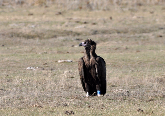 El buitre negro "Guisando" fotografiado a las afueras de Olmedo (Valladolid) en octubre de 2021. Foto: Pedro Decimavilla.