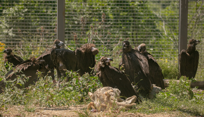 Algunos de los buitres negros trasladados a Bulgaria, en el interior del jaulón de aclimatación de los Montes Ródopes. Foto: Ivo Danchev.