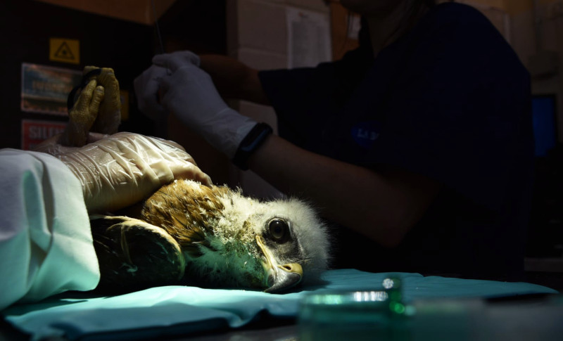 Revisión veterinaria en el hospital de fauna de GREFA de uno de los pollos de águila de Bonelli destinados a Álava en 2023.