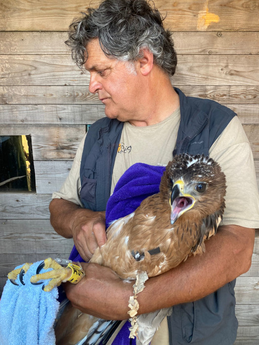 Pollo de águila de Bonelli trasladado de España a Cerdeña, instantes antes de ser introducido en una "jaula-hacking".