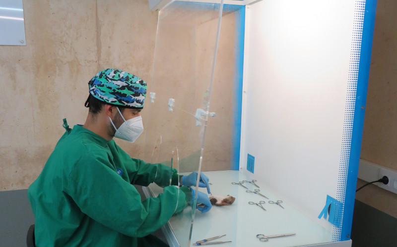 Momento de la realización de una necropsia dentro de la cabina de flujo laminar en el hospital de fauna de GREFA.