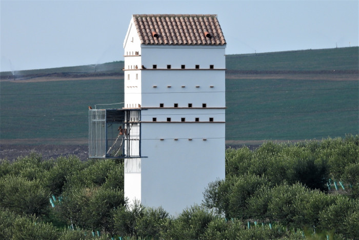 Primillar de Tejadilla en el que se perciben algunos cernícalos primilla de la colonia. Foto: José María Ayala