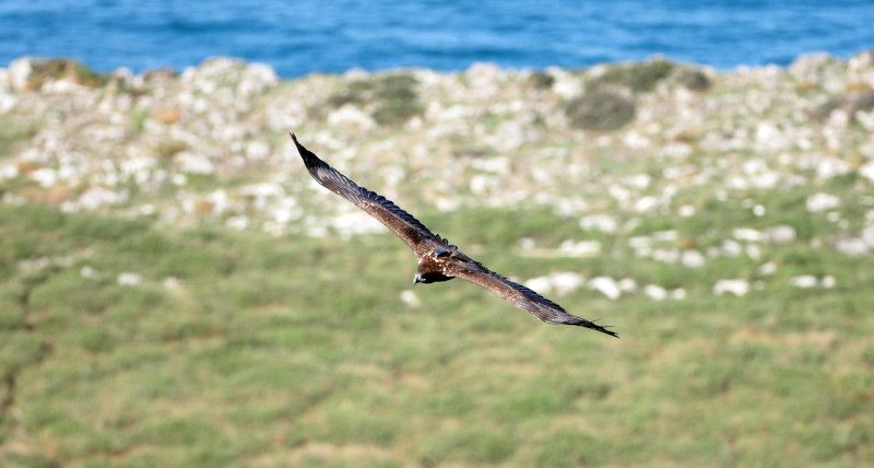 El pigargo europeo "Mansolea", con su emisor visible, vuela junto al mar en el entorno de la zona de liberación de la especie en la costa oriental de Asturias. Foto: JULMAR.