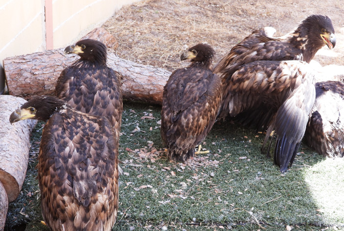 Algunos de los primeros pollos de pigargo europeo que llegaron a España en el verano de 2021, durante su estancia temporal en el Hospital de Fauna Salvaje de GREFA (Majadahonda, Madrid).