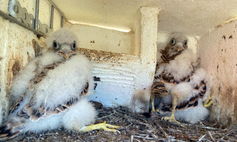 Pollos de cernícalo primilla en el silo de la localidad de Porzuna (Ciudad Real).