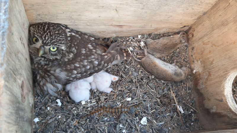 Hembra de mochuelo con sus pollos recién nacidos (y algunas presas capturadas) en una de las cajas nido de GREFA en Castilla y León.