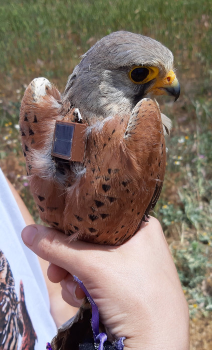 Este macho de cernícalo vulgar, de nombre "Carpio", fue equipado con un emisor satelital en la provincia de Valladolid.