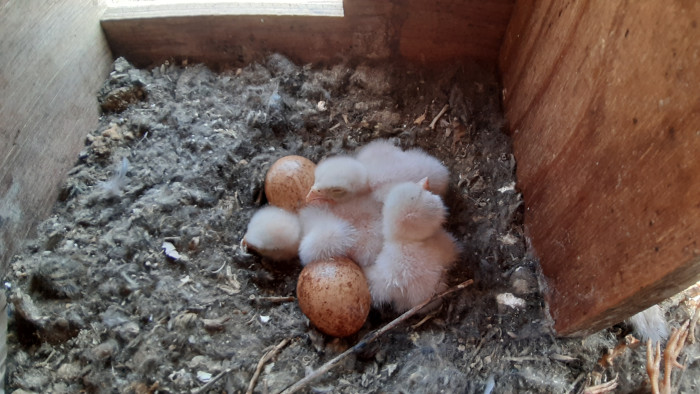 Pollos de cernícalo vulgar recién nacidos en una caja nido instalada por GREFA.