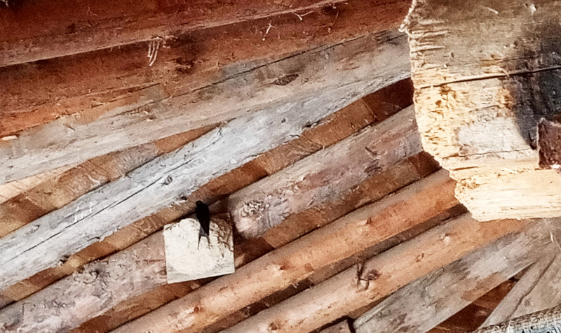 Una golondrina, posada para cebar a sus pollos, en el nido que le hemos construido en Escalona del Prado (Segovia).