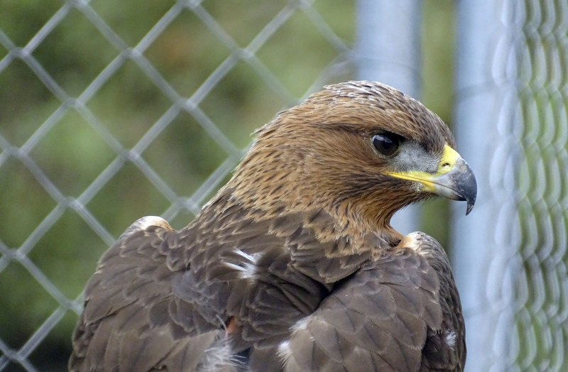 Primer plano del águila de Bonelli "Alpujarra", procedente de la provincia de Granada y que pronto será liberada en la Comunidad de Madrid.