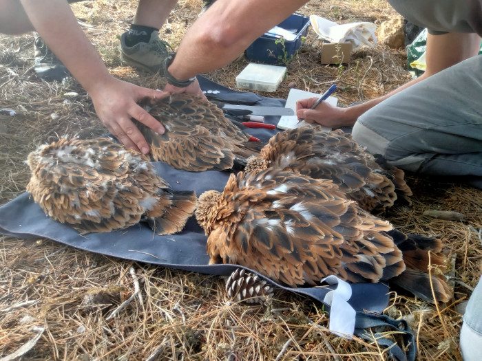 Revisión de algunos milanos reales cedidos, en el propio territorio de cría de Mallorca. Foto: Govern Balear.