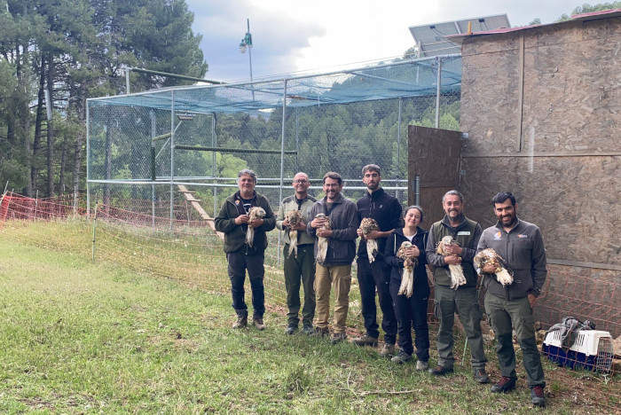 Varios de los milanos reales marcados con GPS, con el grupo participante en estos marcajes.