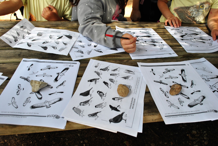 Láminas utilizadas durante el taller de identificación de aves desarrollado durante la jornada de puertas abiertas.