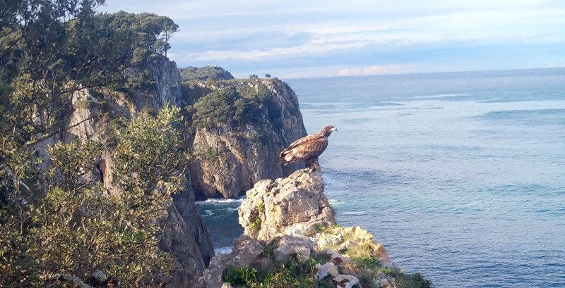 La hembra de pigargo "Vieya", en un acantilado de la costa asturiana.