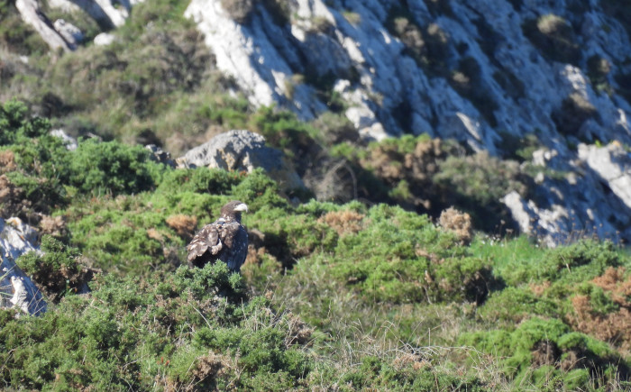 La hembra de pigargo "Chicoriana" descansa en una zona de matorral en el entorno de la zona de liberación del Proyecto Pigargo en el Oriente de Asturias.