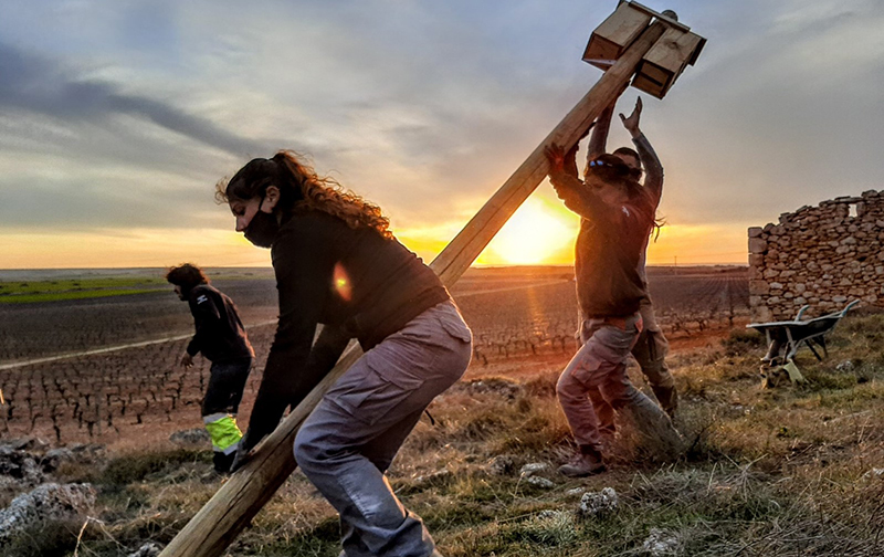 Un equipo de GREFA instala una "gorrionera" vertical en viñedos de Peñafiel (bodega Pago de Carraovejas), en la provincia de Valladolid.